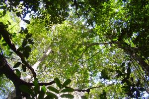 Canopy of old-growth forest in the Peruvian Amazon