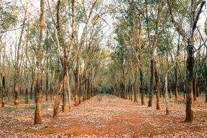 Brown dirt road between trees during daytime