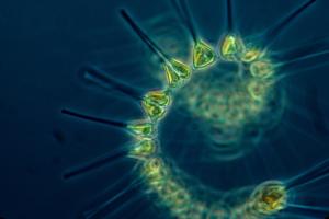 Glowing spiral of greeny yellow plankton 
