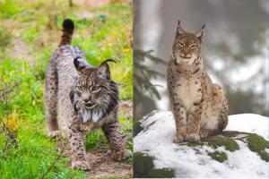 two images of an Iberian lynx ad Eurasian lynx