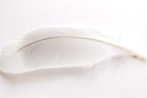 Pluen - Feather