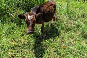  a calf in a field