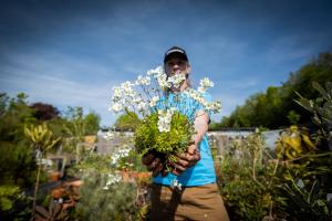 Robbie with Rosy Saxifrage in plant nursery 