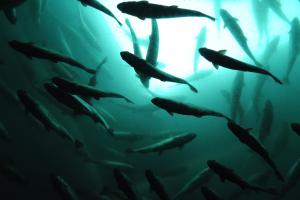  salmon  in silhouette, seen from below, with light source above