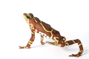 A red and yellow frog - Atelopus glyphus