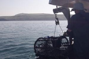 A lobster pot being emptied on a boat