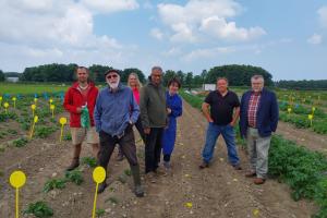 Potato researchers visit a field experiment at Henfaes Research Centre for the TRIP project