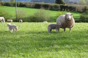 Sheep grazing in an agricultral field