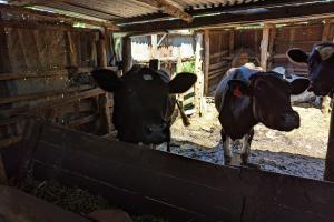 Typical Kenyan highland dairy system