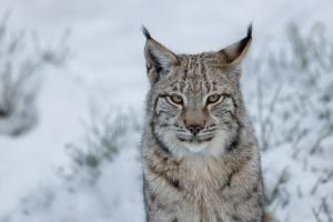 Portrait of a young Eurasian lynx (Lynx lynx) in winter.