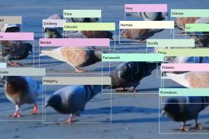 Picture of pigeons, that have been labelled with bounding boxes, used for analysis in the research