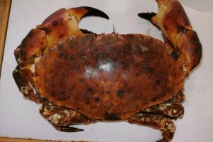 Edible crab infected with blackspot disease
