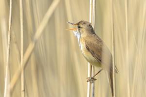 Delwedd o delor y cyrs (Acrocephalus scirpaceus) yn canu mewn cyrs yn ystod codiad yr haul. Bore heulog cynnar yn yr haf