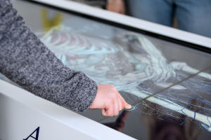 a human skeleton is shown on the screen of a digital anatomy table, you can see the arm of a person who is touching the touchscreen