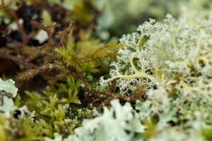 Closeup photo of coral lichen