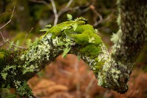 Close up of ferns, moss, and lichen, on a tree branch