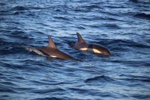 Two common dolphins in the sea