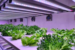 Image of lettuce being grown indoors under lamps