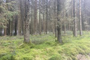 Harvesting sustainably grown wood from Welsh conifer forest