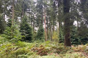 Harvesting sustainably grown wood from Welsh conifer forest