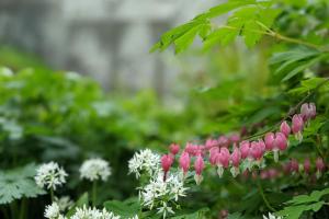 white and pink woodland flowers