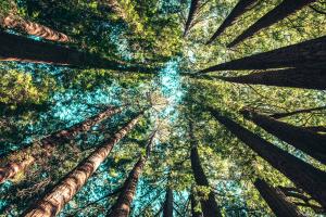 Picture from trees seen from below
