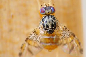Ceratitis capitata fly 