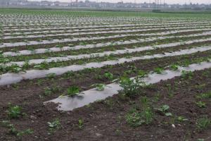 Planted vegetable field with mulch film