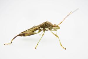 Side view of a true bug on a white background
