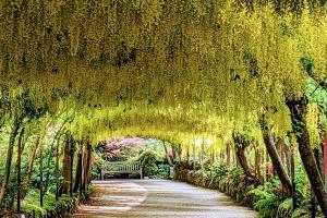 Photograph looking down the labernum arch at Bodnant, with bright yellow flowers hanging down
