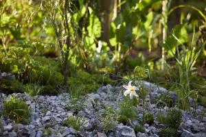 Plants in gravel at Treborth