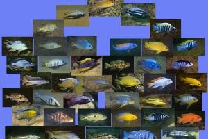 Lake Malawi cichlid diversity