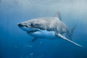 A great white shark swimming with a slight smile on its face just below the surface. The environment is the deep blue ocean. The shark looks to be in hunting mode.