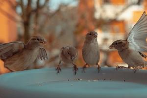 birds at water bath
