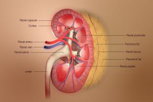  Different layers of kidney depicted in a 3D Medical Illustration