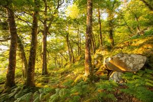 Coed Crafnant 