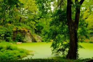 Smaller systems, like this pond, can very suddenly shift from one state to another