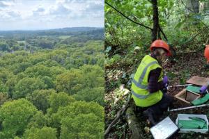 Scientists in a forest conducting research showing that mature trees can respond to the change of atmosphere by adjusting carbon allocation.