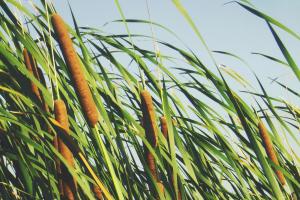 Wetlands