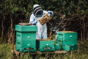A beekeeper in protective clothing holds up a honeycomb frame while standing beside green hive boxes in a grassy area.