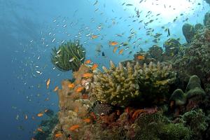 This is the coral reef an Havelock in Andaman.