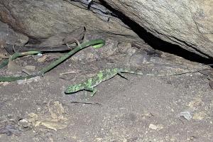 draco_cave