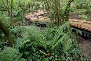 A wooden boardwalk winds through a lush, green forest with dense foliage and ferns. The path is elevated above the forest floor, allowing for an unobstructed view of the surrounding vegetation.