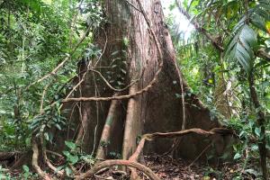 Mexican tree