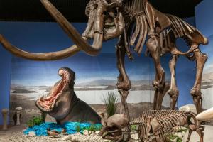Hippos lived at the Upper Rhine in the same time frame as mammoths.