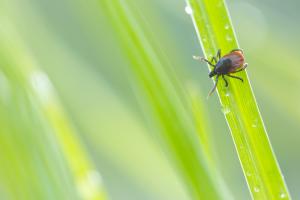 Beetle in the grass
