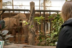 As part of their time at Chester Zoo, students develop, conduct, and present an independent behavioural study on a species of their choice.
