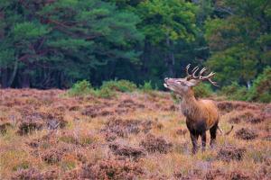 Carw coch ym Mharc Cenedlaethol y Goedwig Newydd