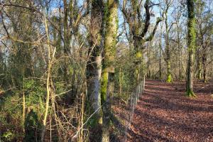 The impact of deer overgrazing on woodland ground vegetation outside (right) and (left) of an enclosure with deer-proof fence’