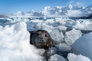 Elephant seal on sub-Antarctic island of South Georgia